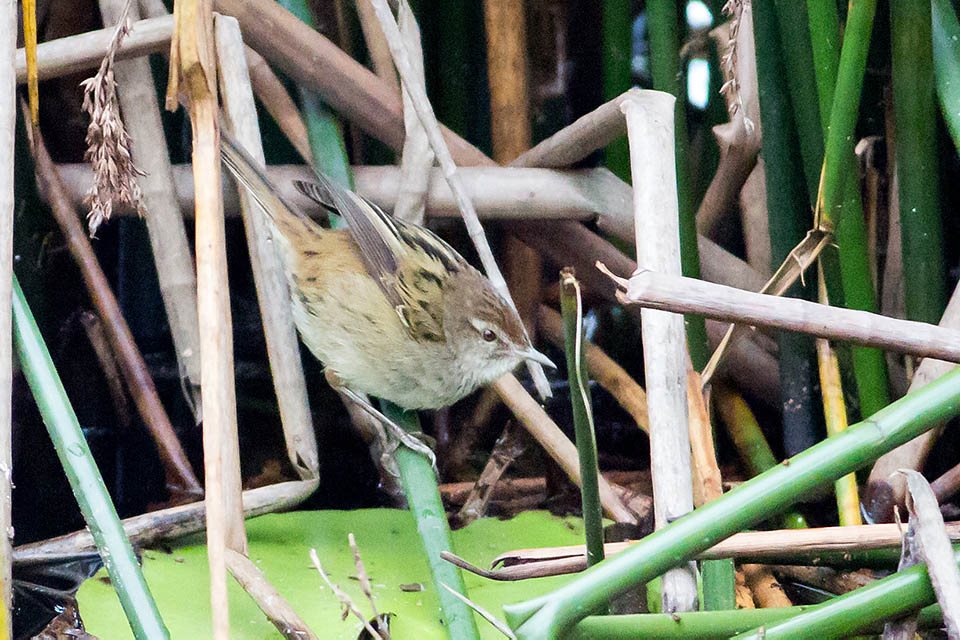 Little Grassbird (Megalurus gramineus)